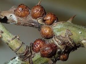 uploads/images/pest/rose scales.jpg
